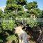 Natural Plants large bonsai tree ficus