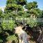 natural live large ficus bonsai trees