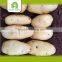 organic export potato with high quality