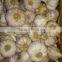 HIGH Fresh Egyptian Garlic