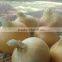 Yellow Onions
