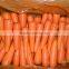 FRESH CARROT SHANDONG 2013 NEW CORP