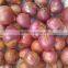 small onion