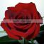5-8 cm big bud size red rose flowers from China