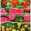 High quality F1 hybrid zinnia flower seeds
