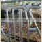 Cow headlock feeding equipment cow neck lock