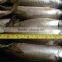 pacific mackerel 400~600g