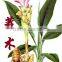 pure natural zedoary turmeric oil essential oil CAS.NO:977052-57-5
