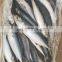 hot sale sea frozen mackerel fish frozen pacific mackerel fish price whole round