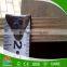 Film faced plywood/Shuttering plywood/Construction plywood