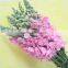 Pure and mild flavor hot-sale flower antirrhinum majus
