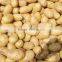 crop patato new season potato good quality potato