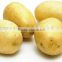 New crop fresh Potato with best price for sale                        
                                                Quality Choice