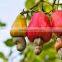 raw cashew with shells