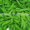 Fresh Snow Peas and Fresh Snap Peas Export to Australia