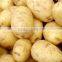 Sell Chinese Fresh Potato to Southeast Asia