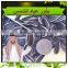 High Quality Sunflower Seeds For Sale 5009