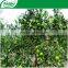 customized good prices dried Seaweed Fertilizer