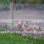 lightweight building material welded wire mesh with great price