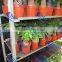 650 Shelf for Pot Plant Trolley