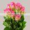 Professional export fresh cut rose supply high quality fresh cut flower purpl rose cool beauty for parties factory prize supply