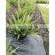 High-quality Plastic Ground Cover for Agriculture