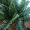 Aritificial Leaves Home Decoration Artificical Grass Blade Artificial Flowers Bouquets