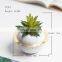 Hot Sale House Office Cute Netherlands Expensive Macetas Suculentas Plantas Mini Variegated Succulent With Planet Pot Bonsai