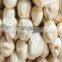 Moringa seed shelling machine/moringa seed sheller/moringa seed dehulling machine