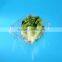 PET plastic transparent VEGETABLE AND FRUIT packaging box with lid