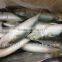 New Fishing Frozen IQF 60-70g Pacific Mackerel in 2016