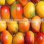 Good Quality Fresh Mangoes