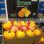Top quality Egyptian Fresh Orange to export