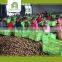 bulk dried walnuts with thin shell, walnut kernels for sale