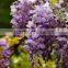 2016 Wisteria Tree Seeds Chinese Wisteria Seeds Vine Purple Flowers Bonsai Seeds For Cultivation