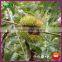 Organic Fresh Chestnut Nuts for Sale