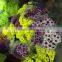 Fresh cut Chrysanthemums flower