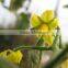 Best selling pickled cucumbers in jar & Gherkins 3-6cm from Vietnam in glass jar 720ml