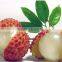 100% water solubility Litchi Fruit Powder