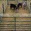 6 bar /5bar Galvanized farm feedlot panel for sale