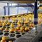 Fruit Vegetbale Apple Orange Grading Machine Sorter Grader Waxing Production Line