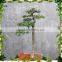 ANTIQUE ARTIFICIAL POTTED TREE CHINESE BONSAI PINE TREE LOOKS REAL