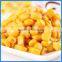340g canned sweet yellow corn made in Chinese factory