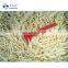 Sinocharm ISO Certified Frozen Bamboo Shoot Strips