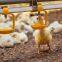 2022 hot sale automatic poultry chicken animal drinking nipple drinker drinking system for chicken