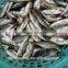Frozen Chinese Big eyes horse mackerel with size 40 - 60 g