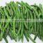 IQF Vegetable Frozen whole green bean