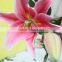 Good smell factory direct high quality flower lilies