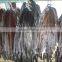 wholesale and retail high quality multi color male and female chinese mink skin                        
                                                Quality Choice