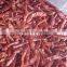 red chili